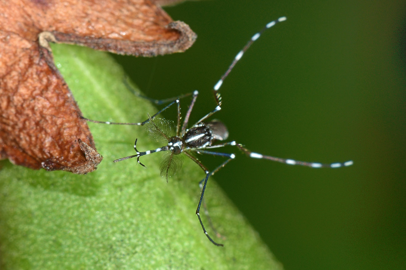 Culicidae:  Aedes albopictus maschio?